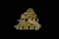 藏品(星螺)的圖片